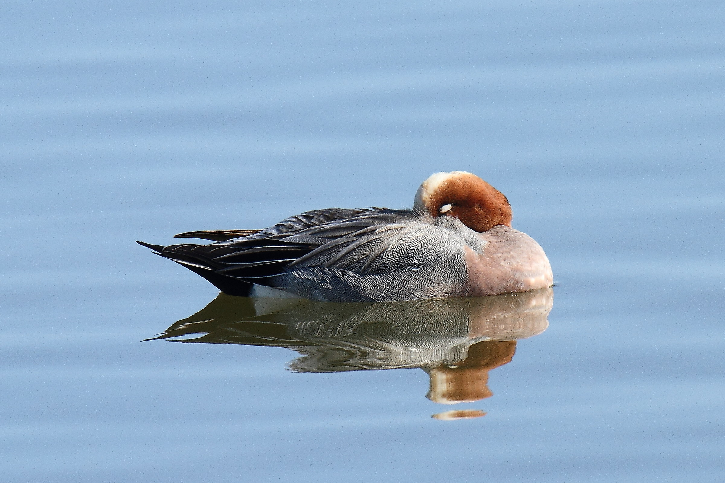 Wigeon (male)