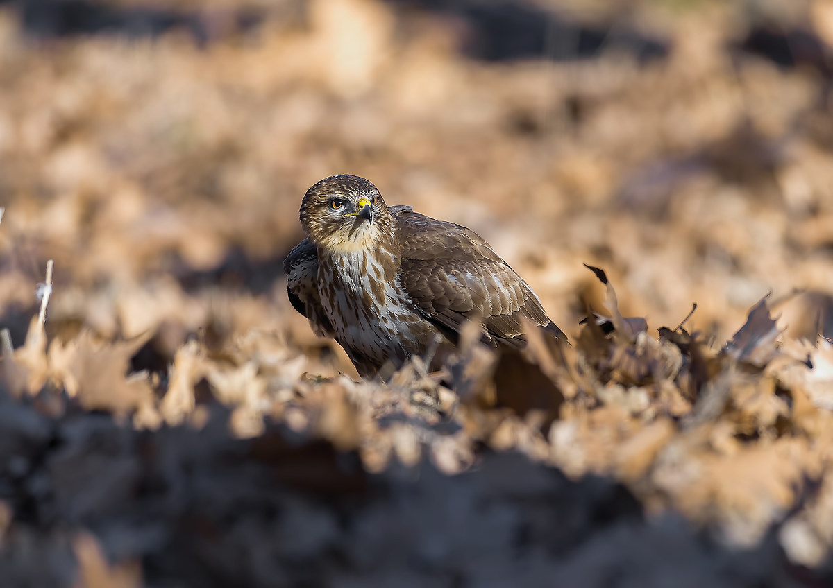 Ha preso una preda ma osserva intorno...
