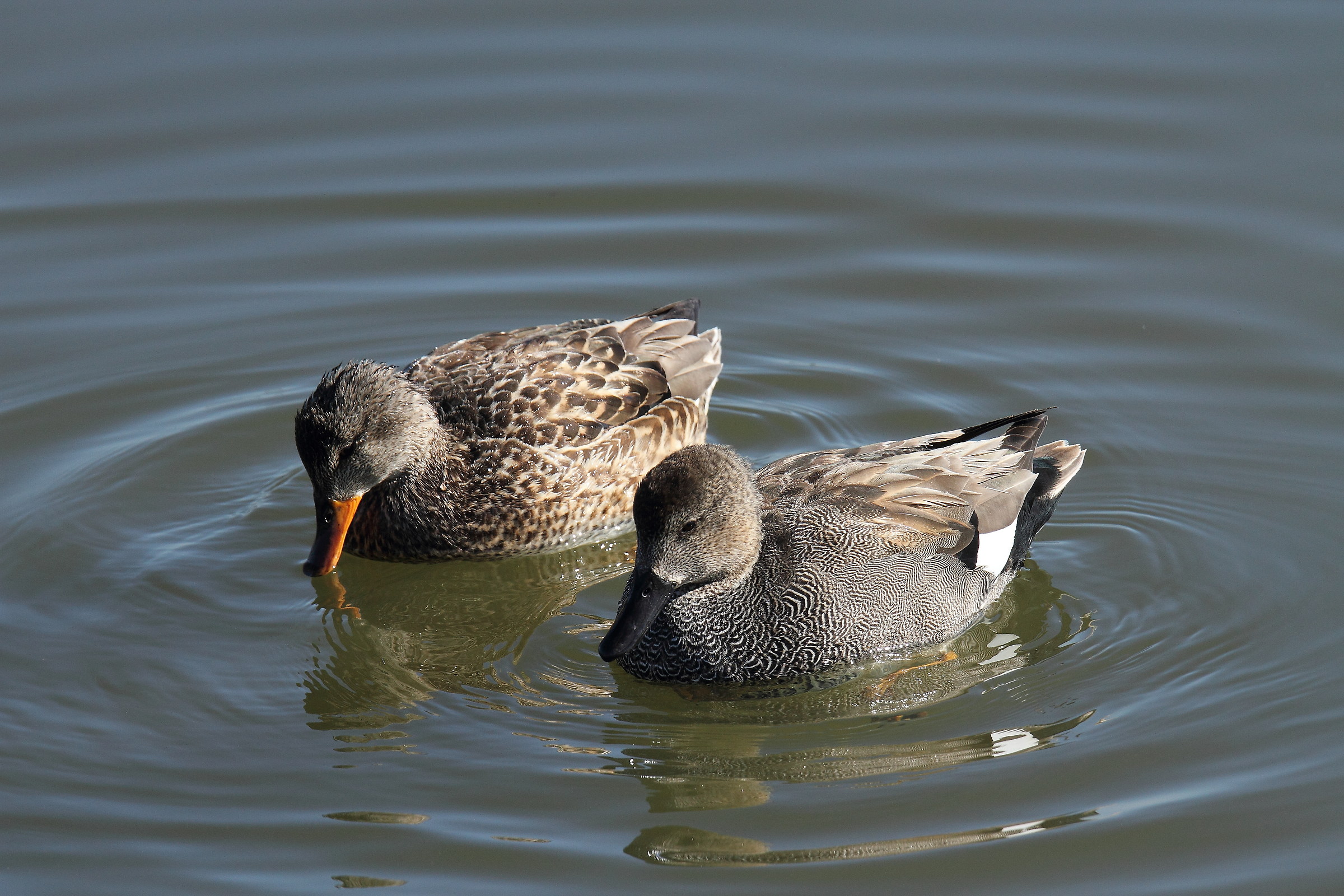 Gadwall (pair)