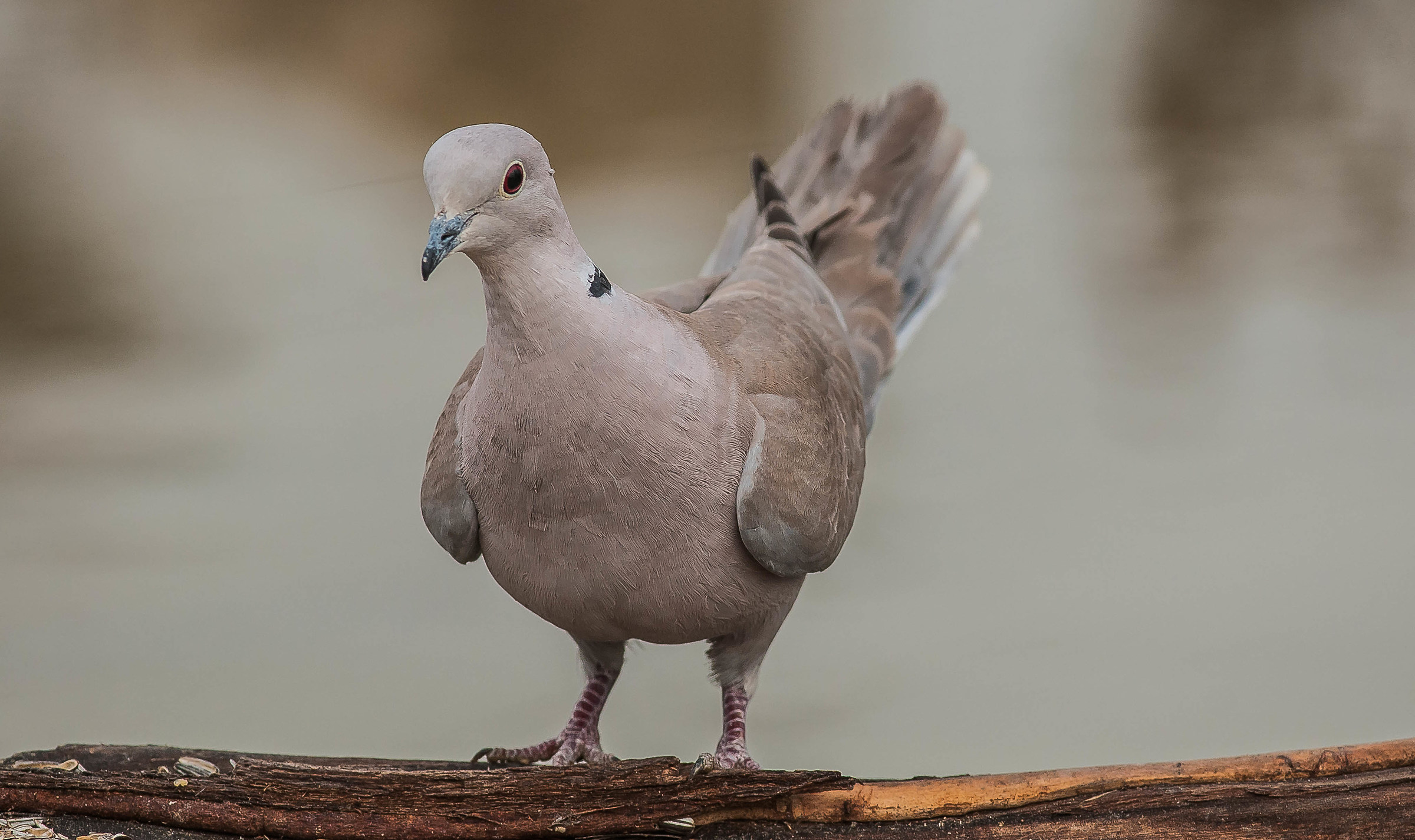 turturèna biànca..(tortora dal collare)