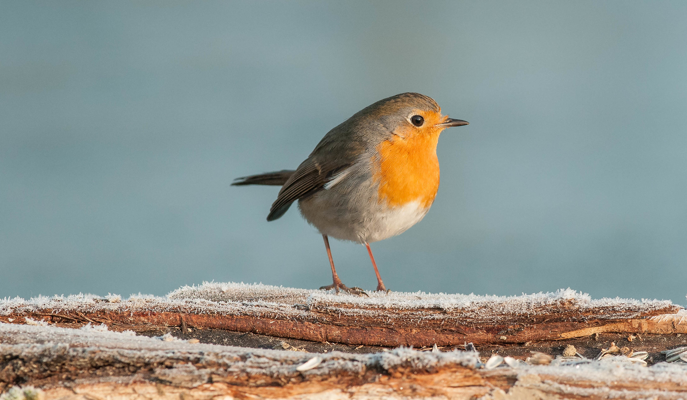 pitarèn  (pettirosso)