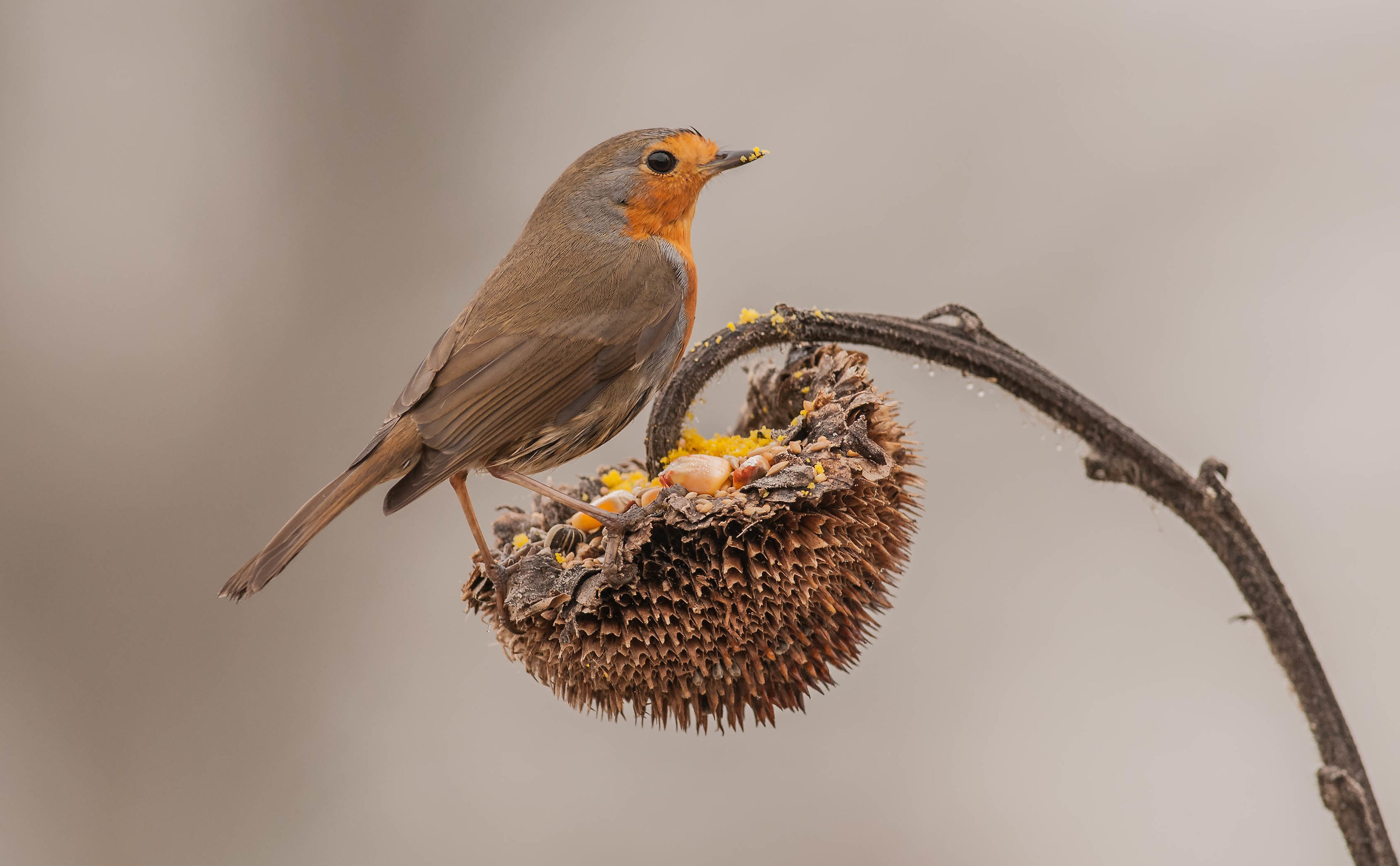 pettirosso (pitarèn)