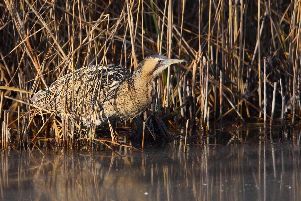 Bittern