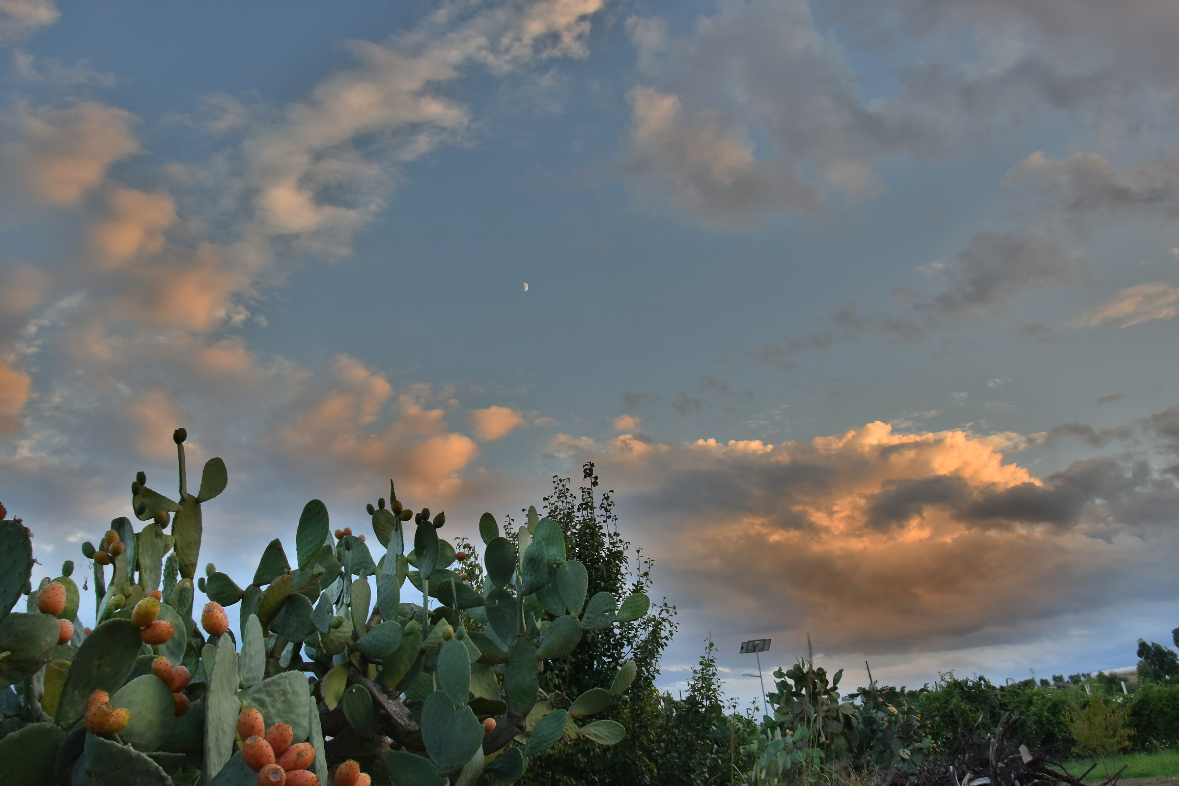 prickly pears and sky