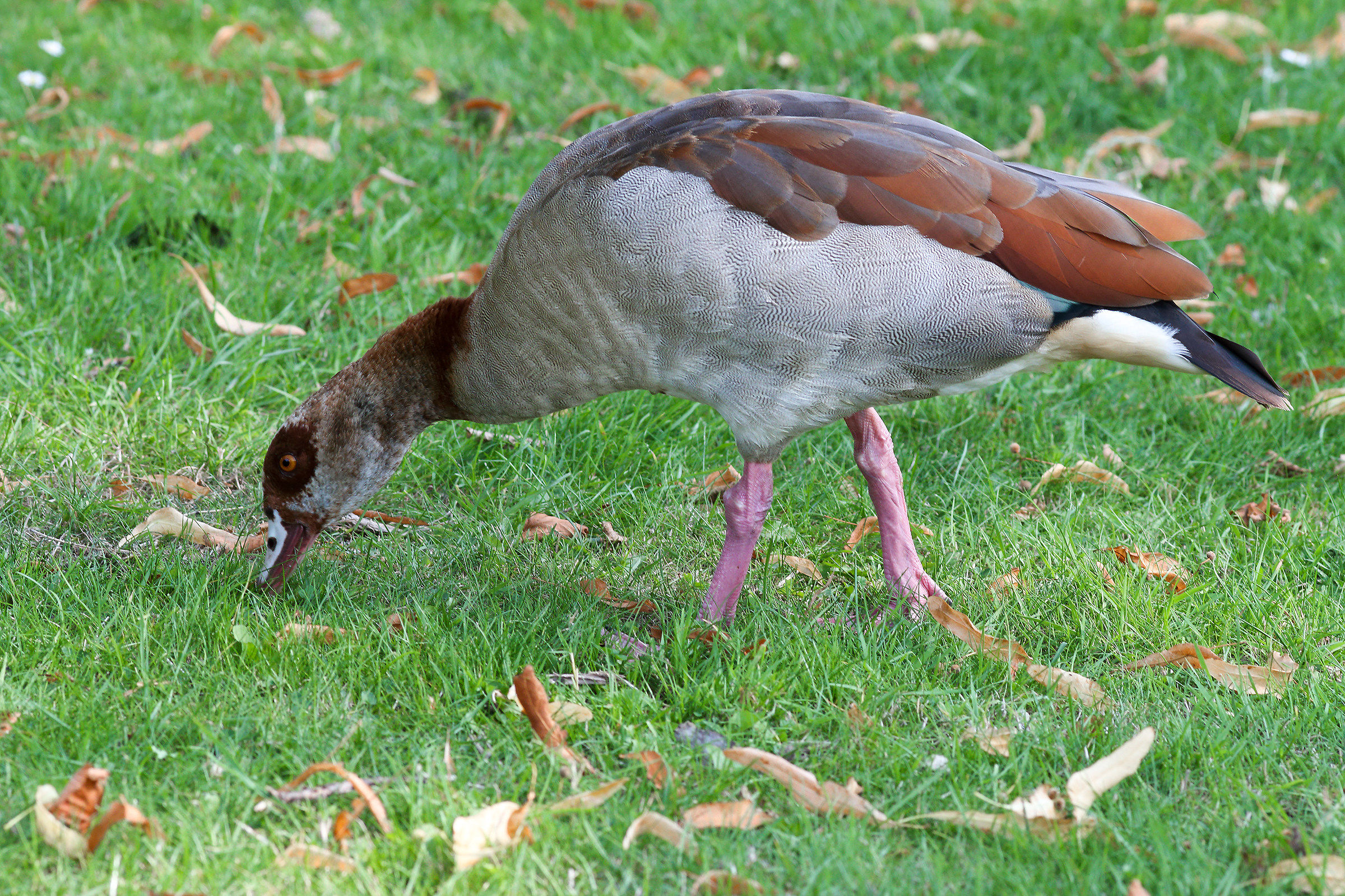 Egyptian Goose