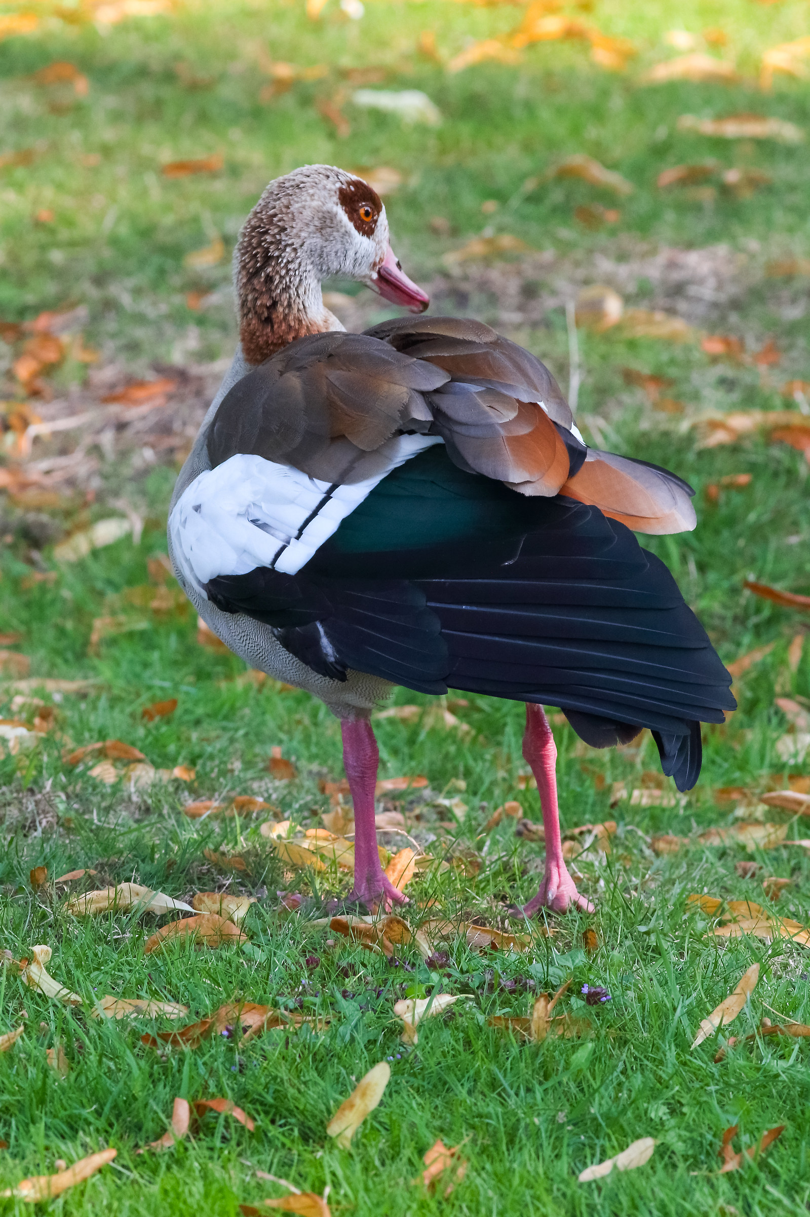 Egyptian Goose