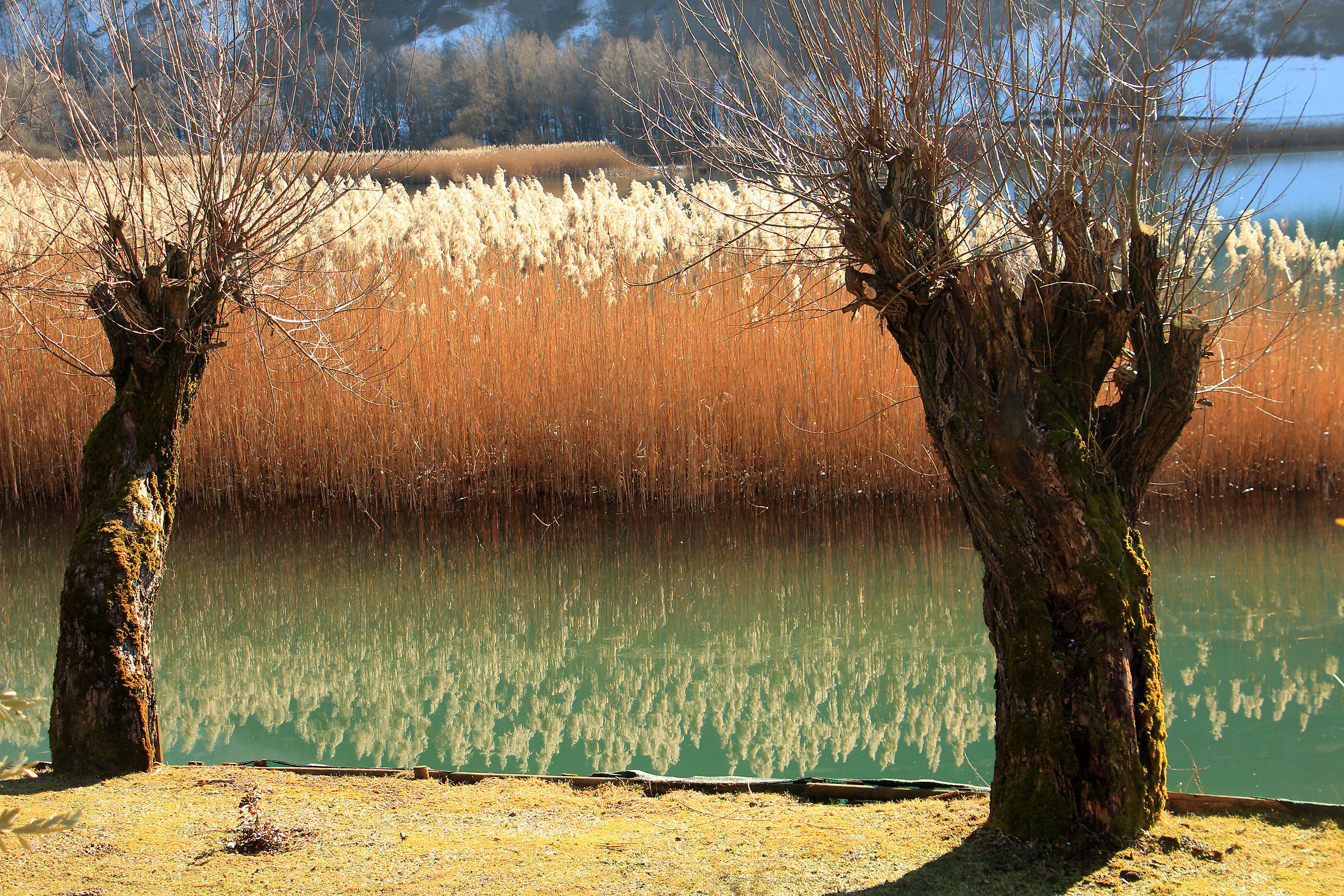 reeds in Endine Gaiano