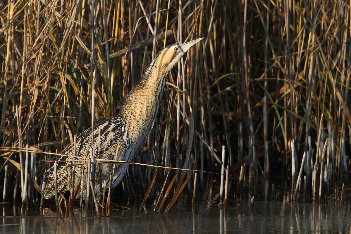 Bittern