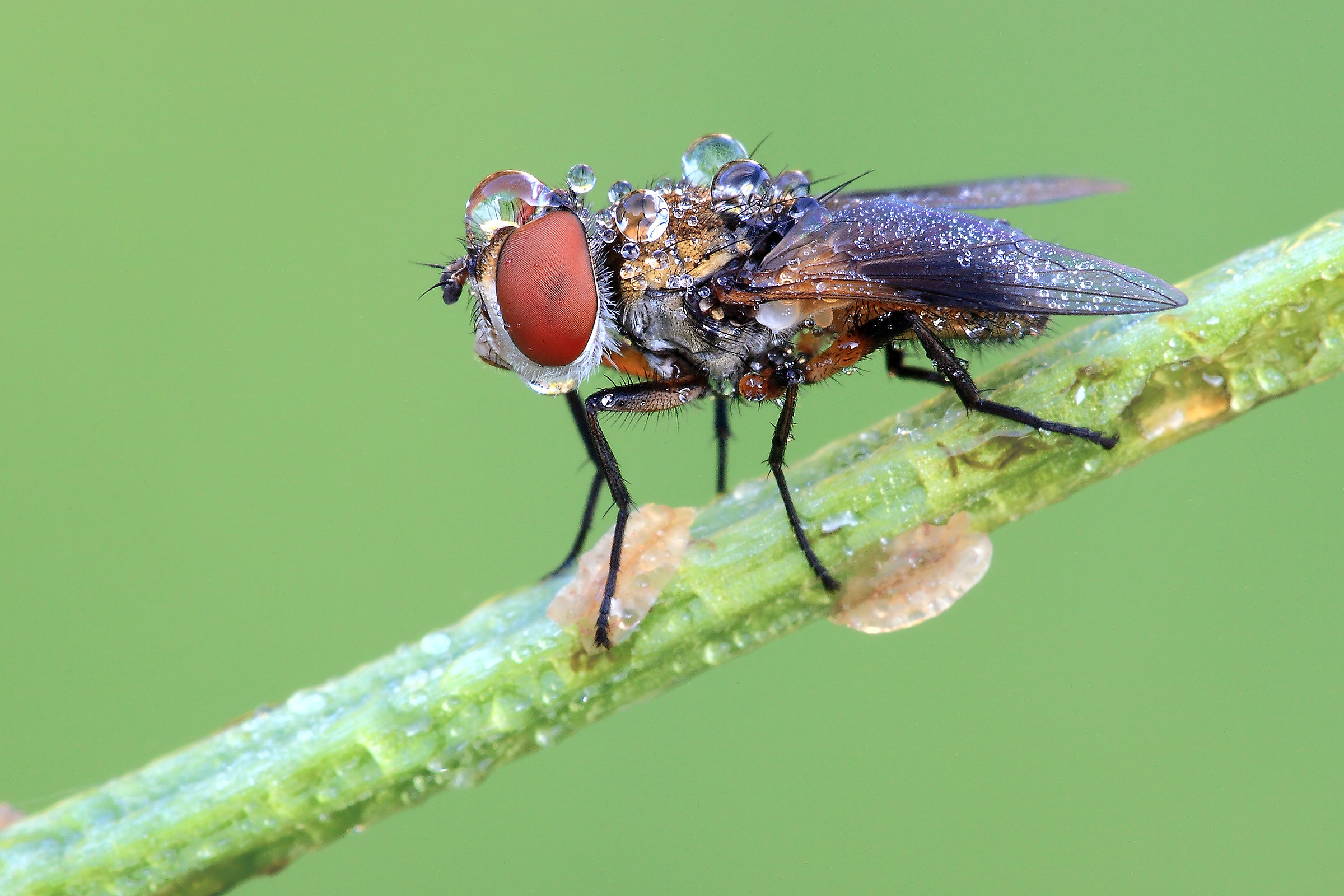 Ectophasia crassipennis