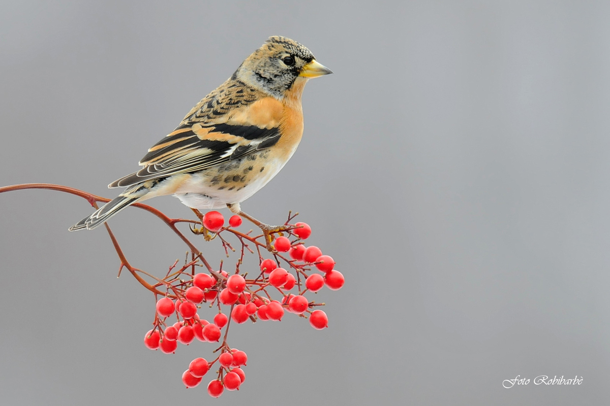 Brambling ...