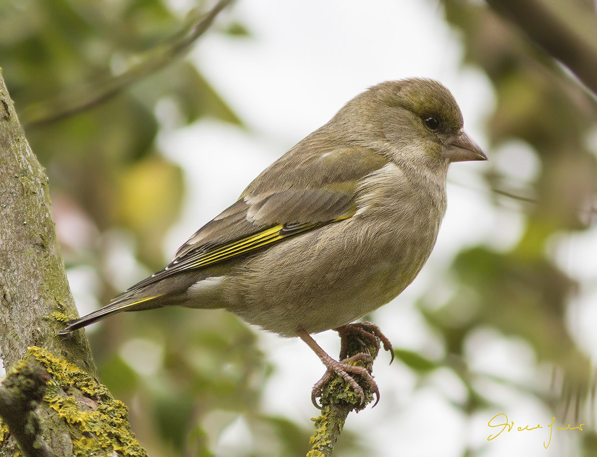 Verdone in my garden