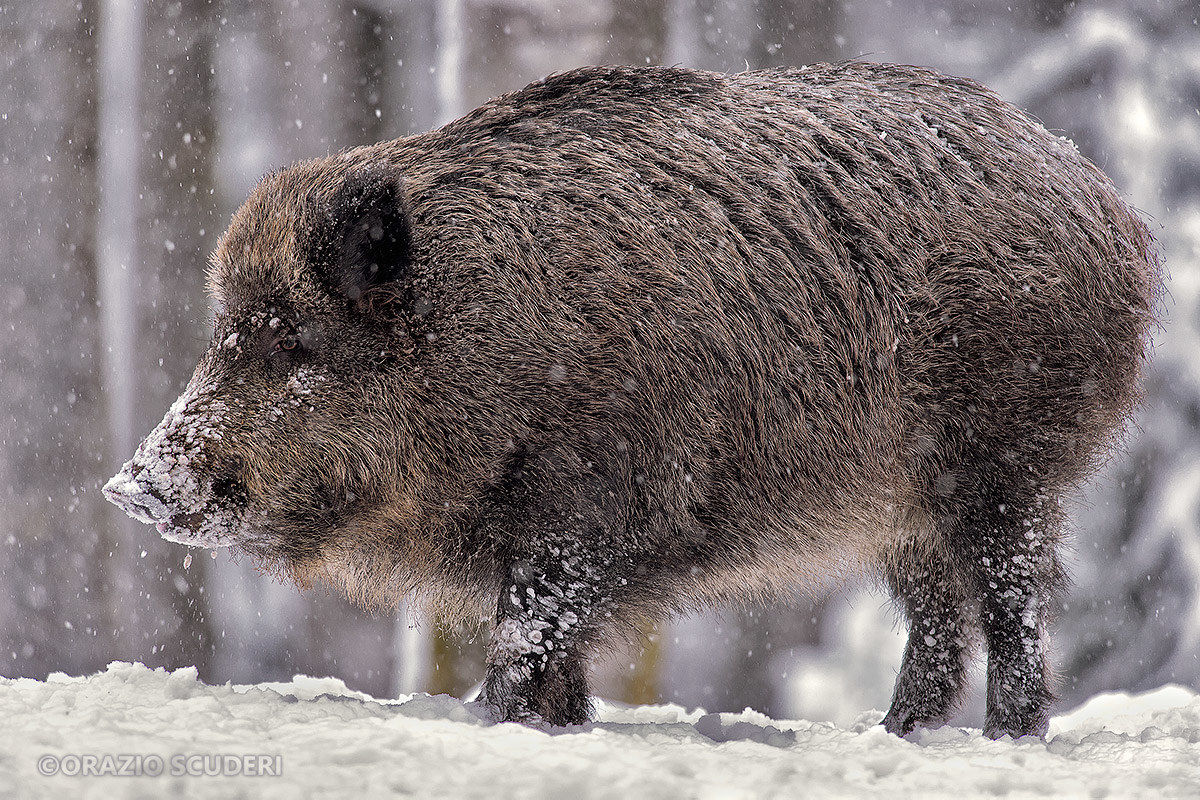 Boars - Controlled Environment - Bayerischer Wald 201