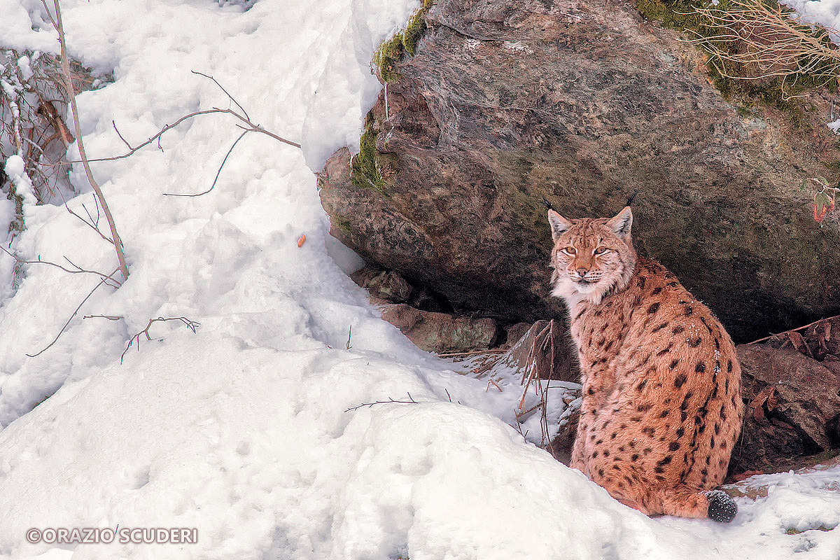 Linx Linx (Bayerischer Wald)