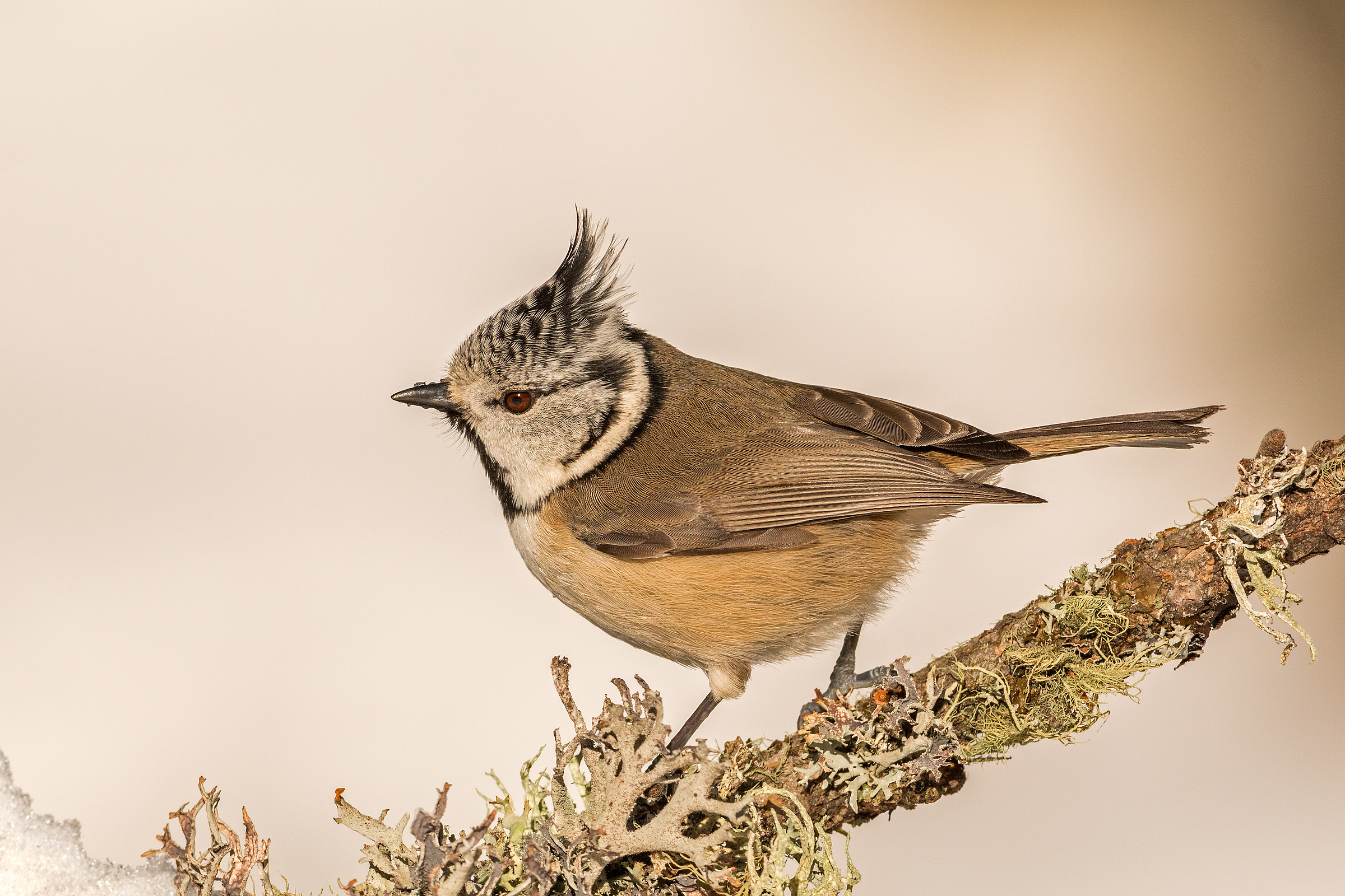 crested tit