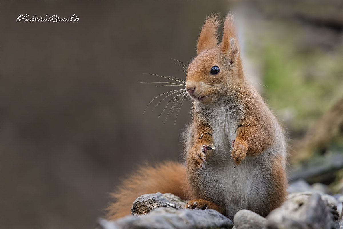 Red Squirrel (Sciurus vulgaris)