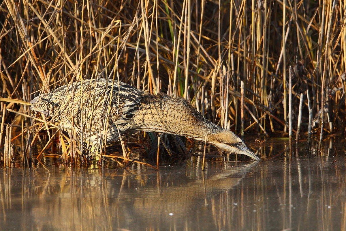 Bittern