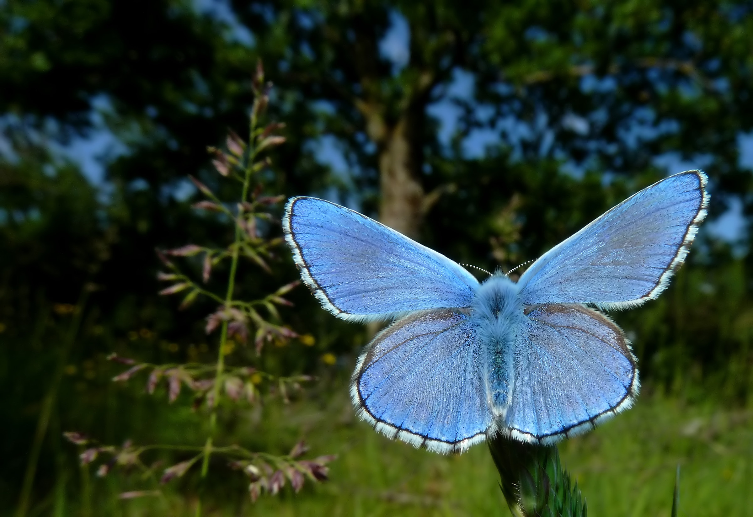 Polyommatus (Lysandra) bellargus
