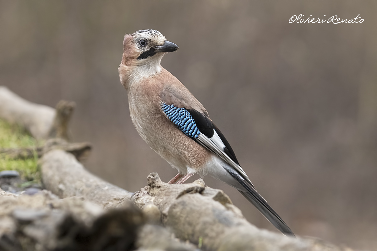 Ghiandaia (Garrulus glandarius )