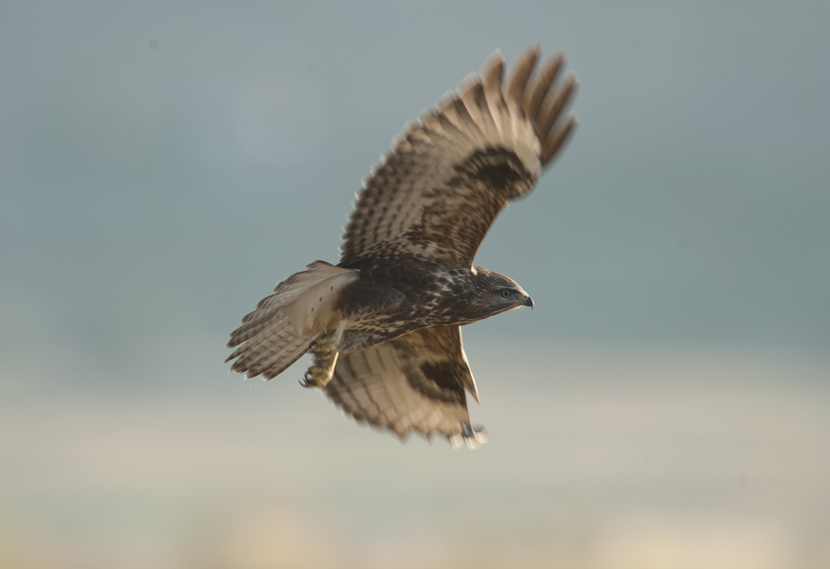 Young buzzard in flight