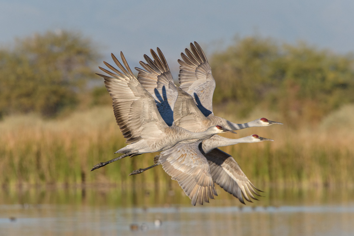 Sand Cranes, Salton Sea CA