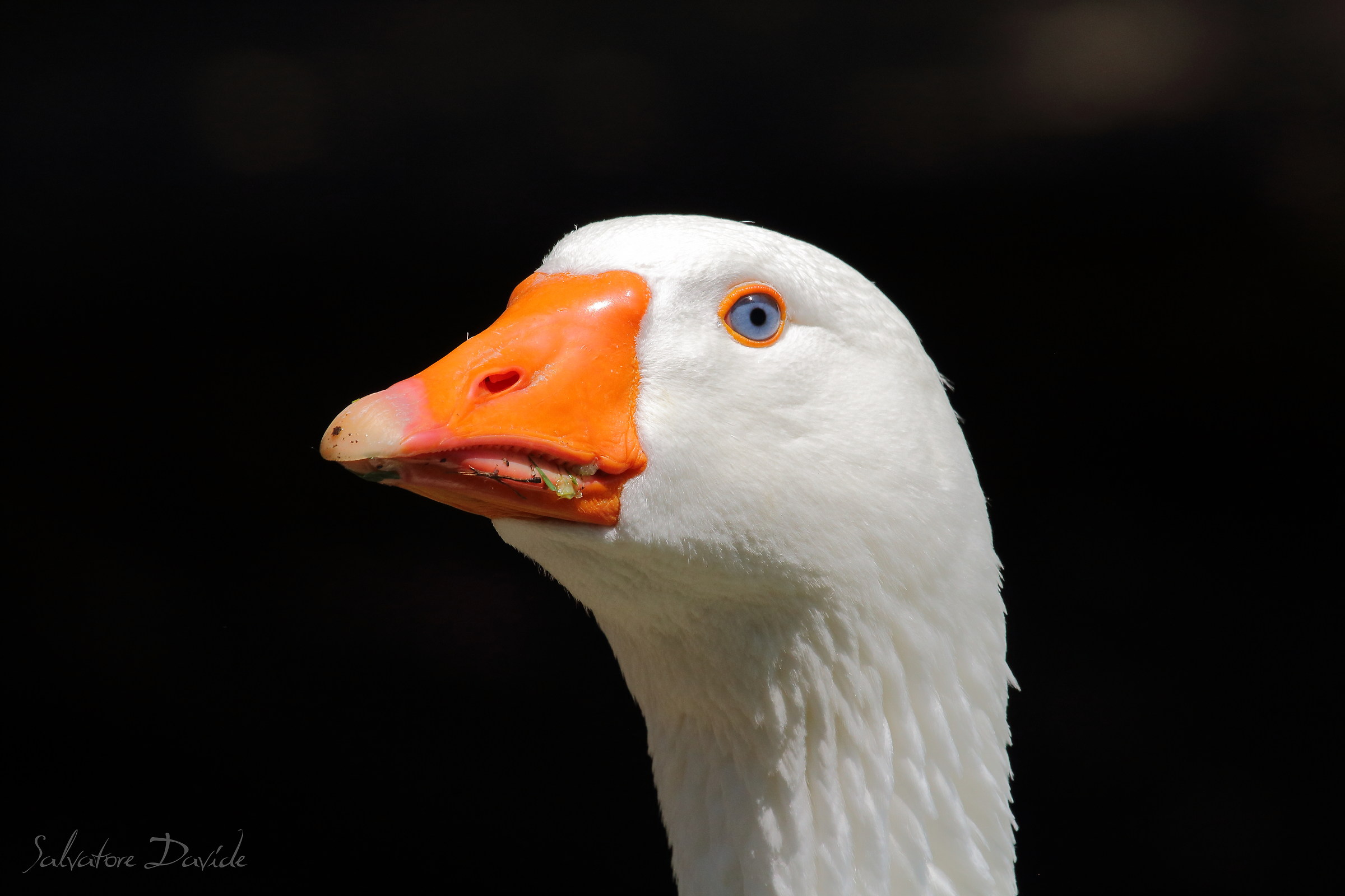 White goose