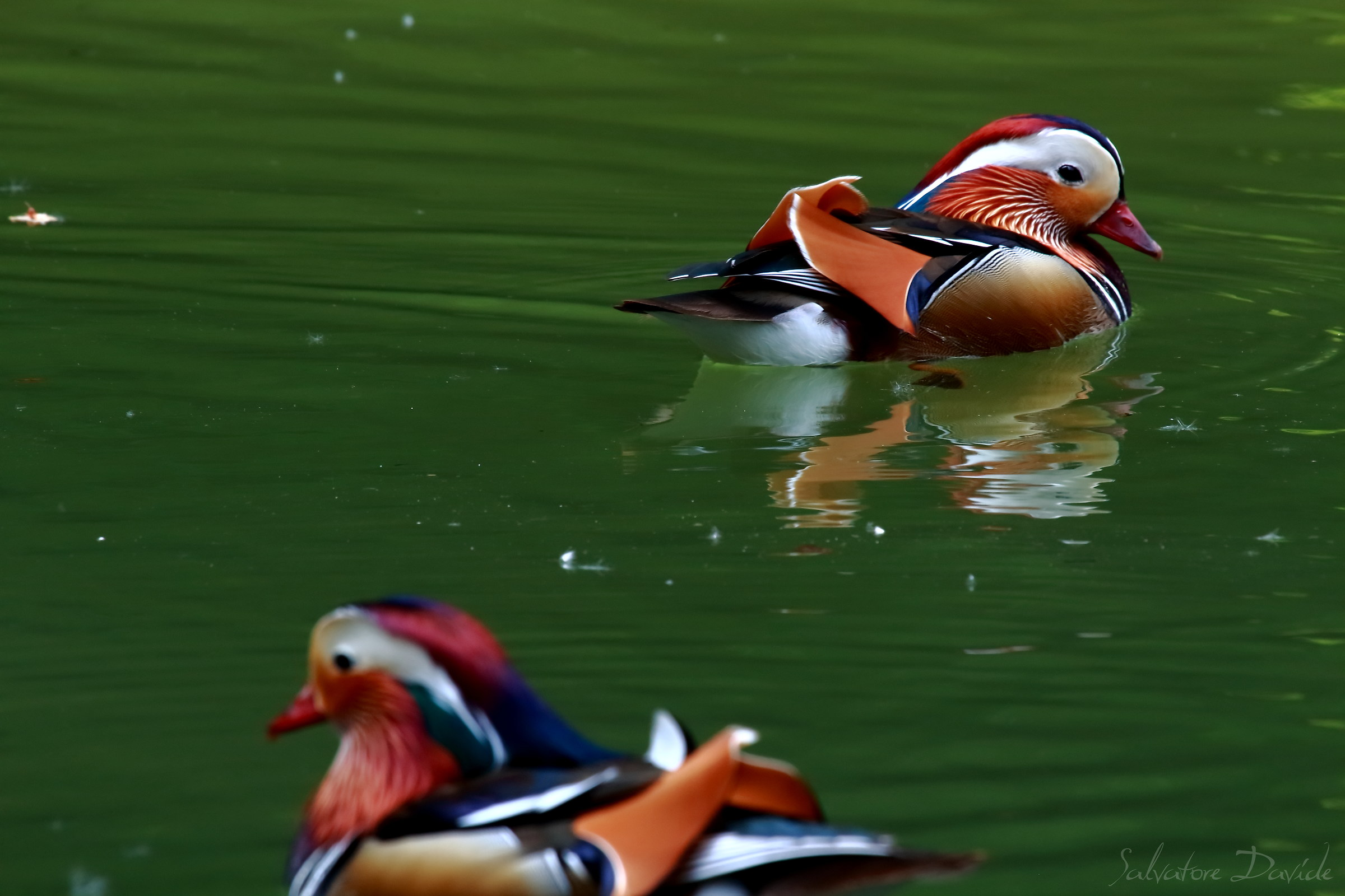 Mandarin duck (mandarin duck)