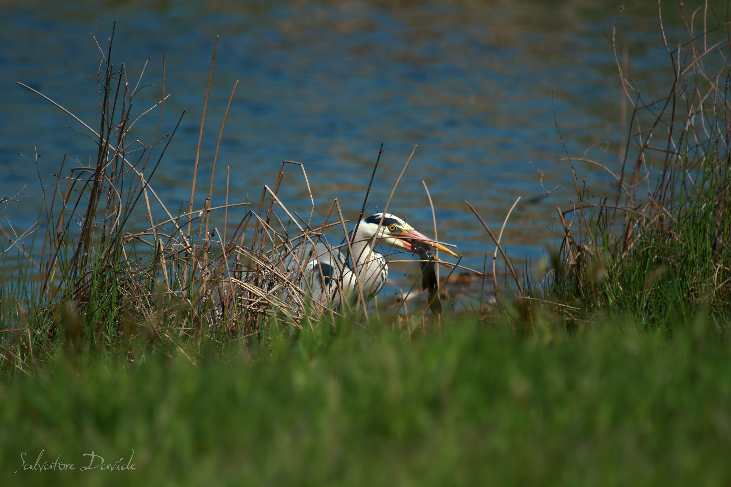 Ardea cinerea (airone cenerino) con preda