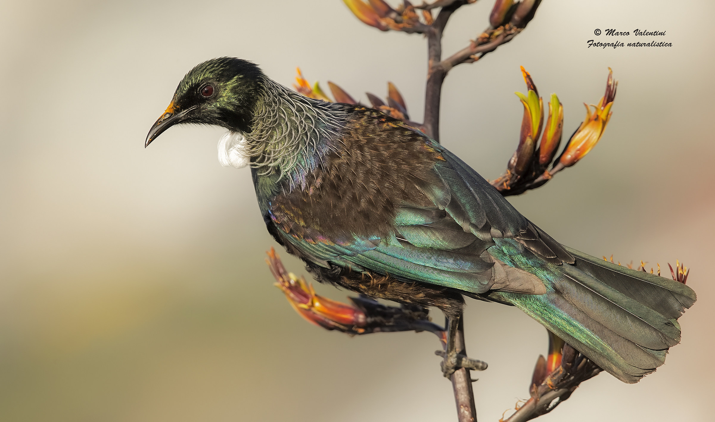 Tui and flowers - 2