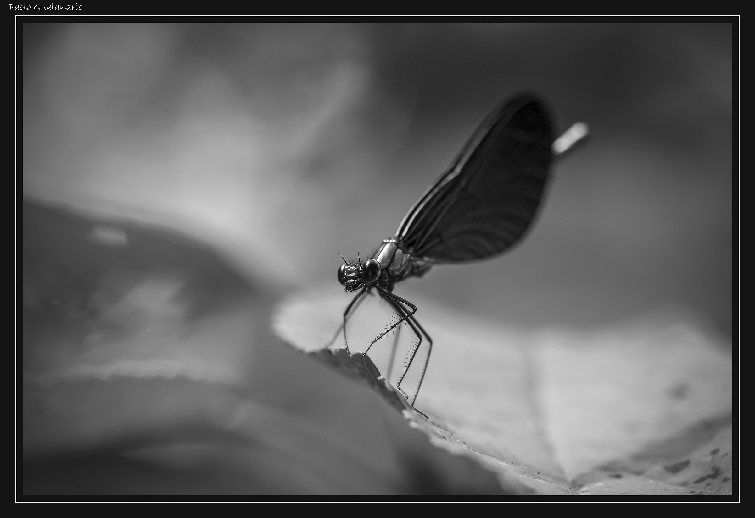 Calopterix "Titanium" Style