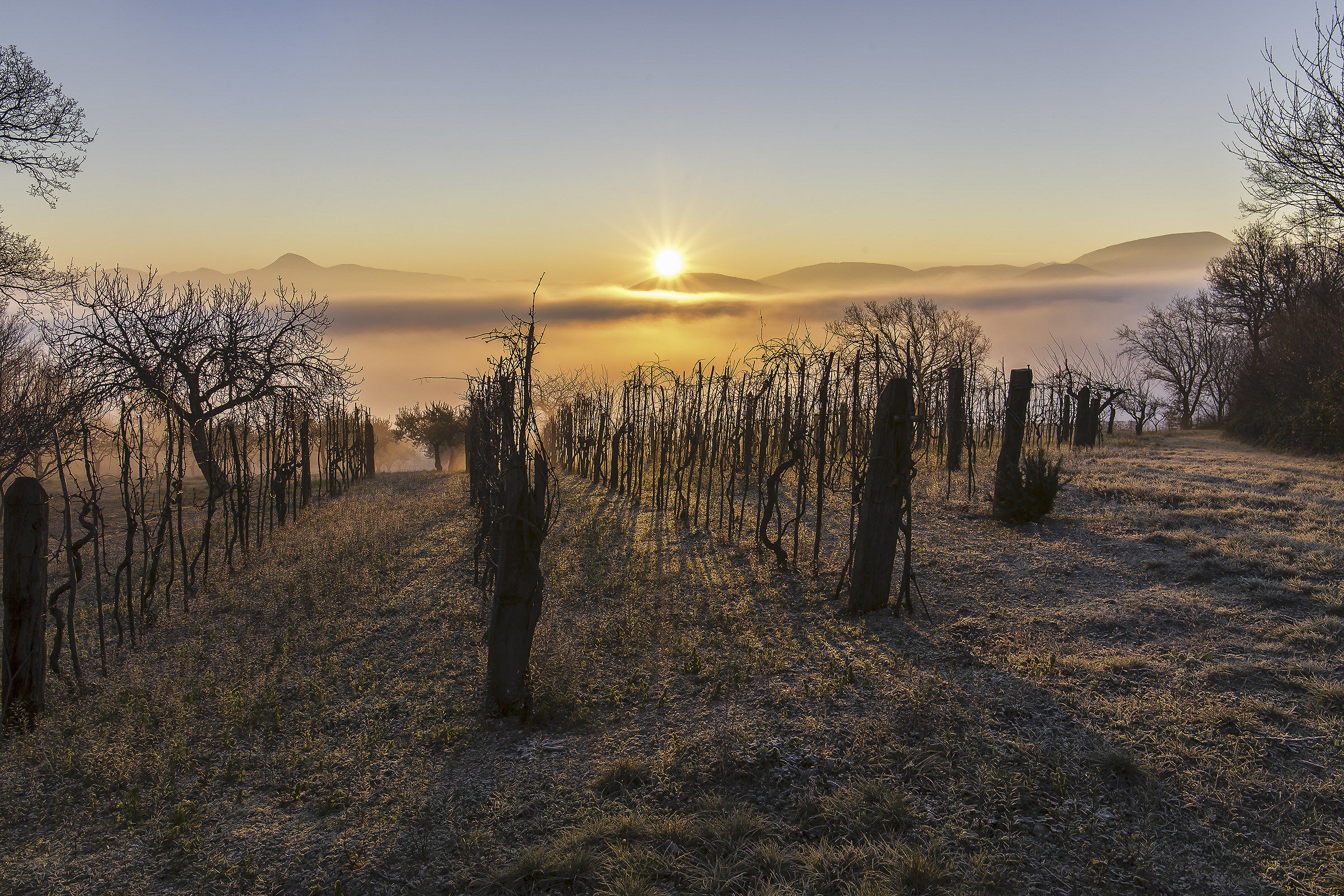 Winter sunrise in the vineyard