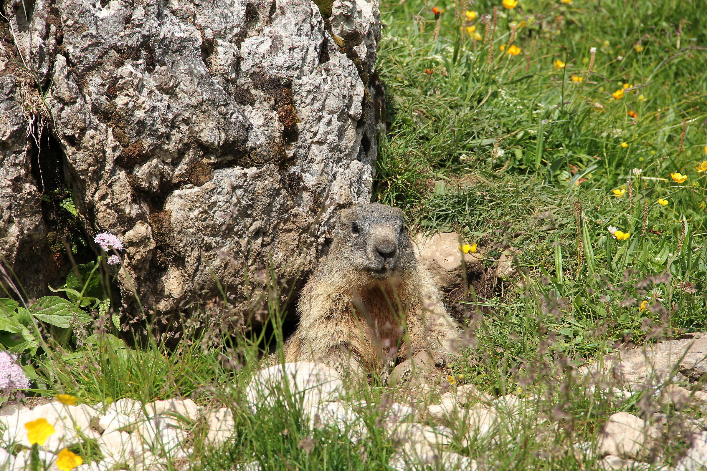 Marmot posing