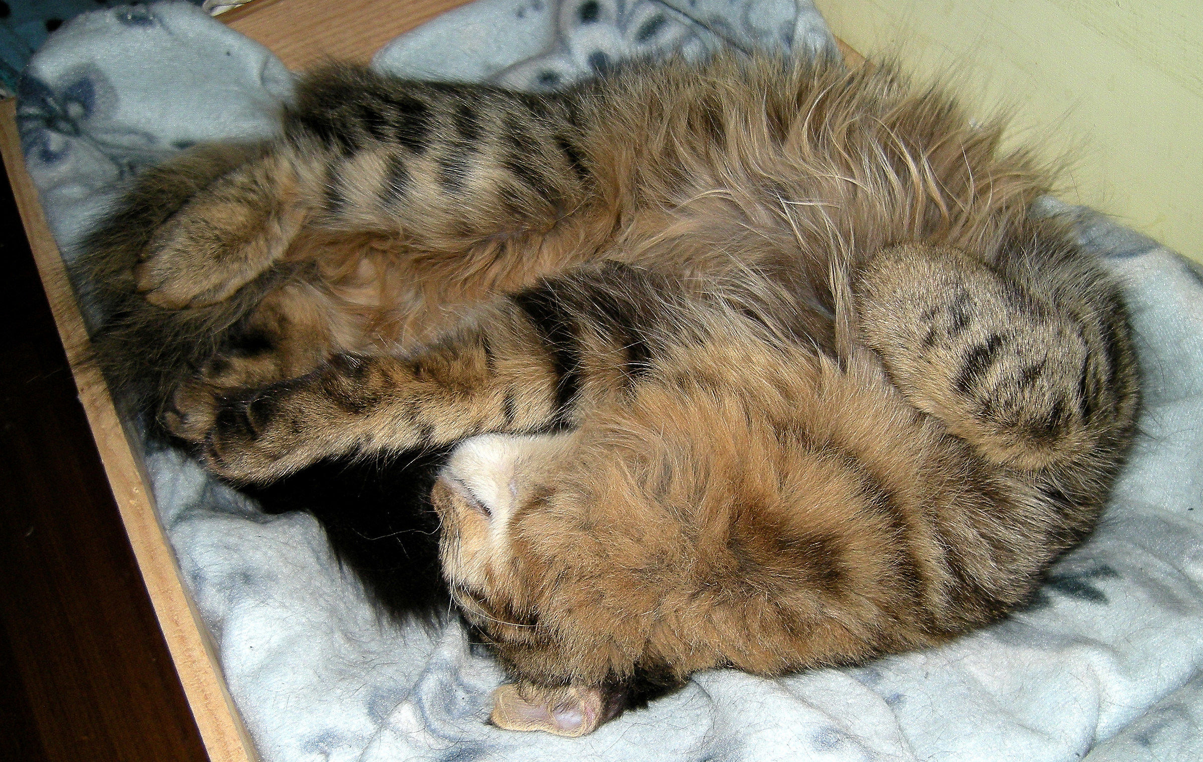 Il riposo di Rocky...