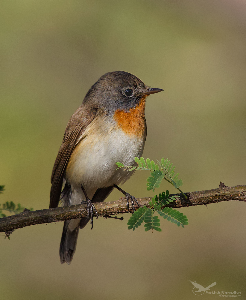 Red Breasted Flycatcher, Male