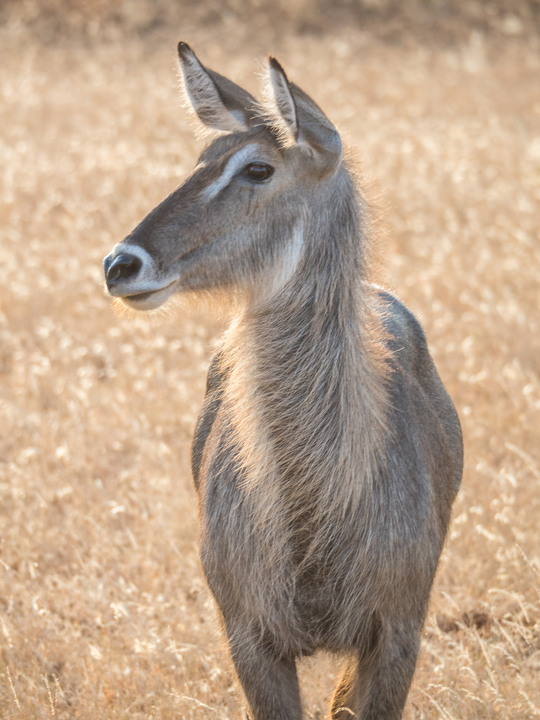 Antilope d'acqua, Tsavo Est