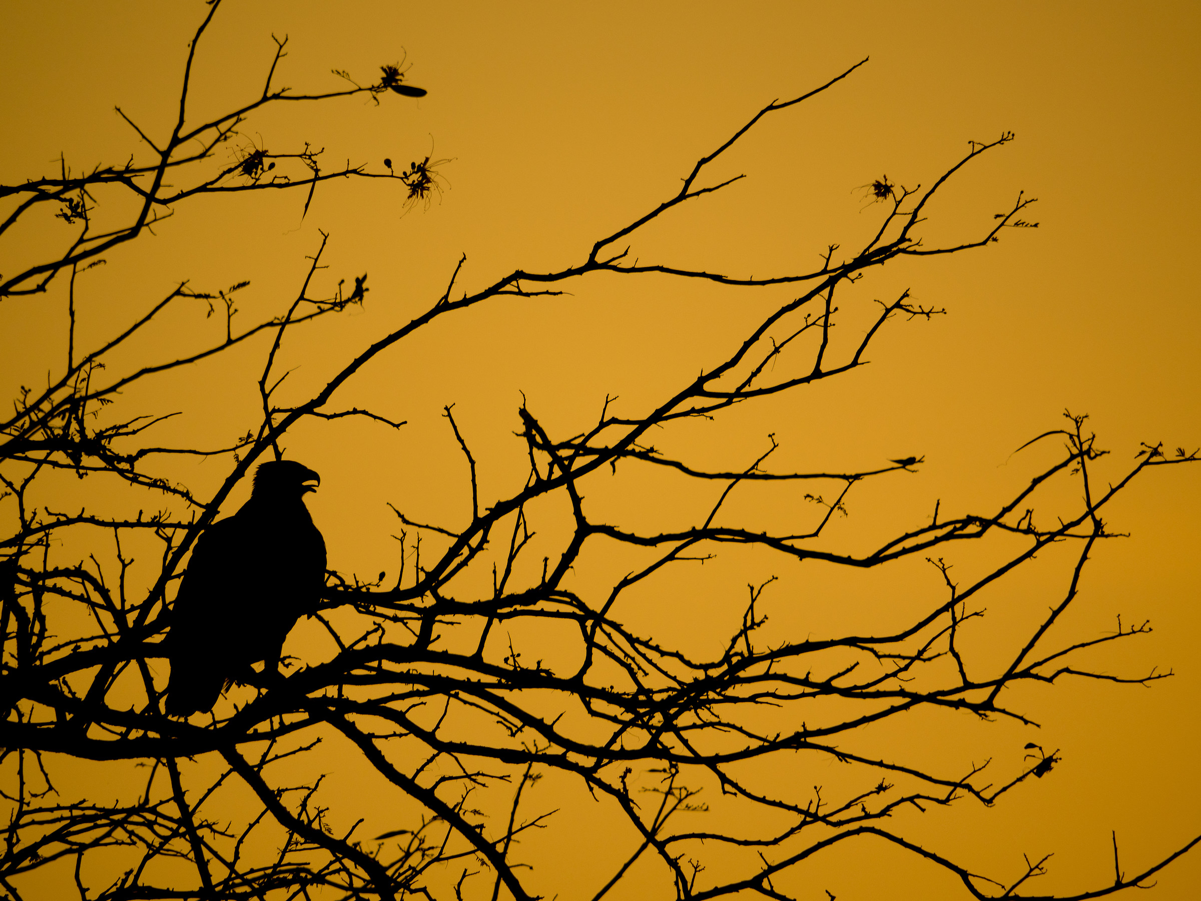 Aquila al tramonto, Tsavo Est
