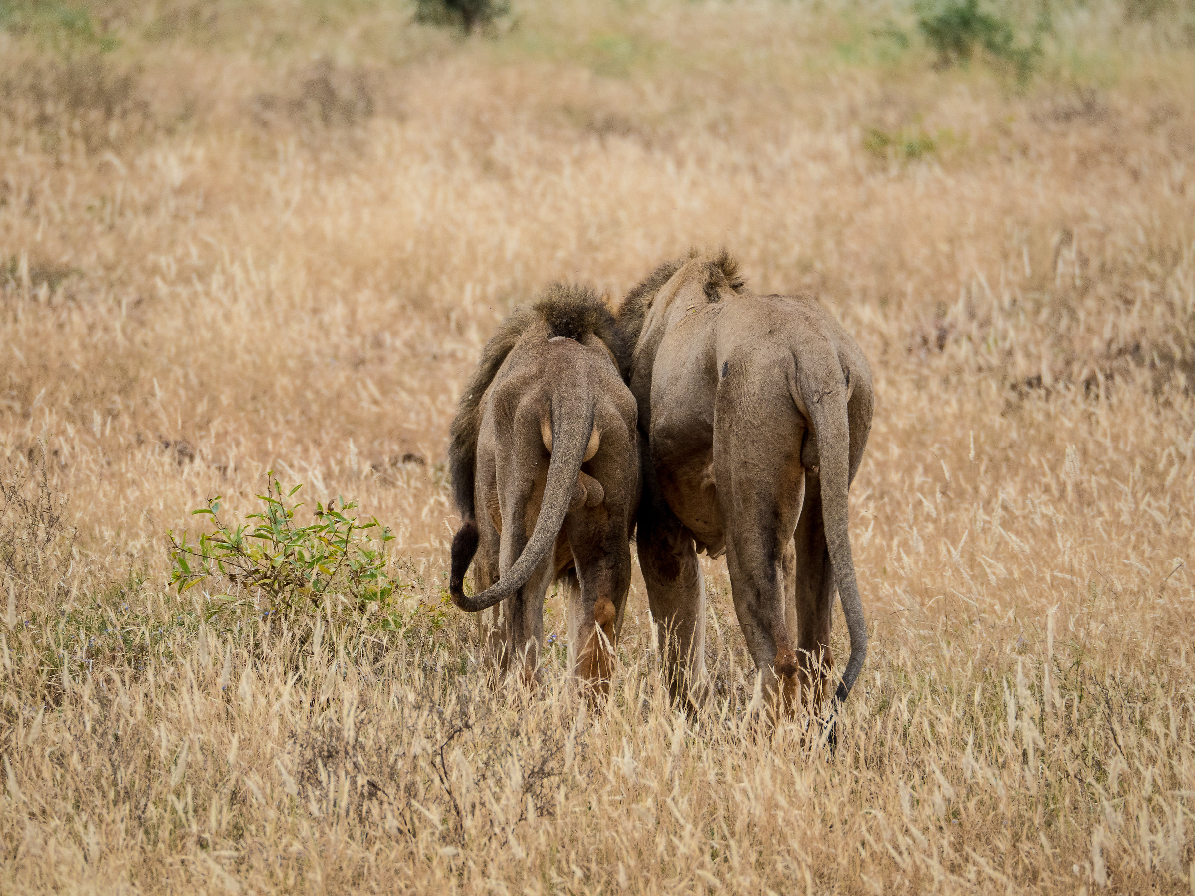 Coppia di leoni, Tsavo Est