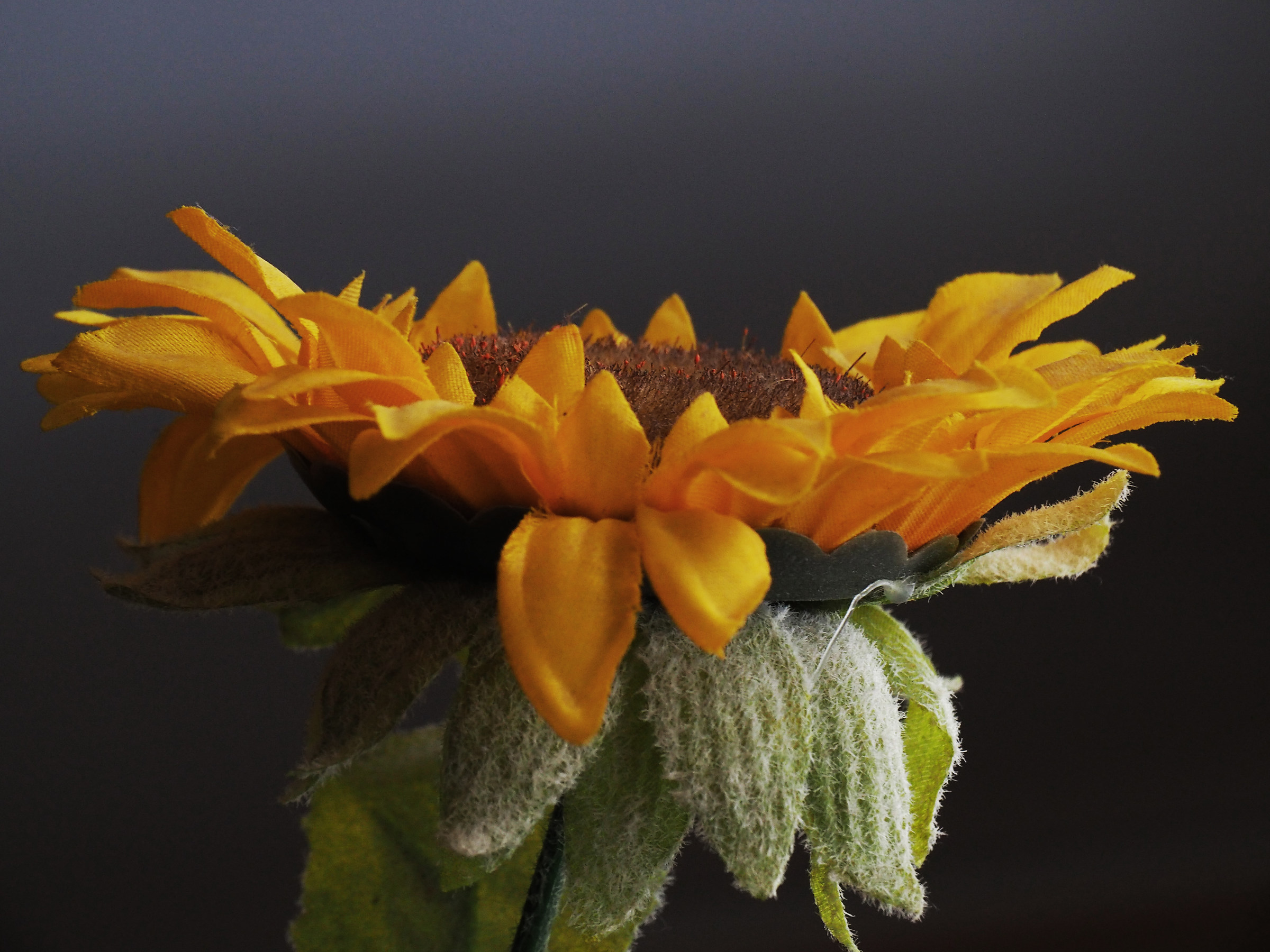 Test morning with MF and flower desk