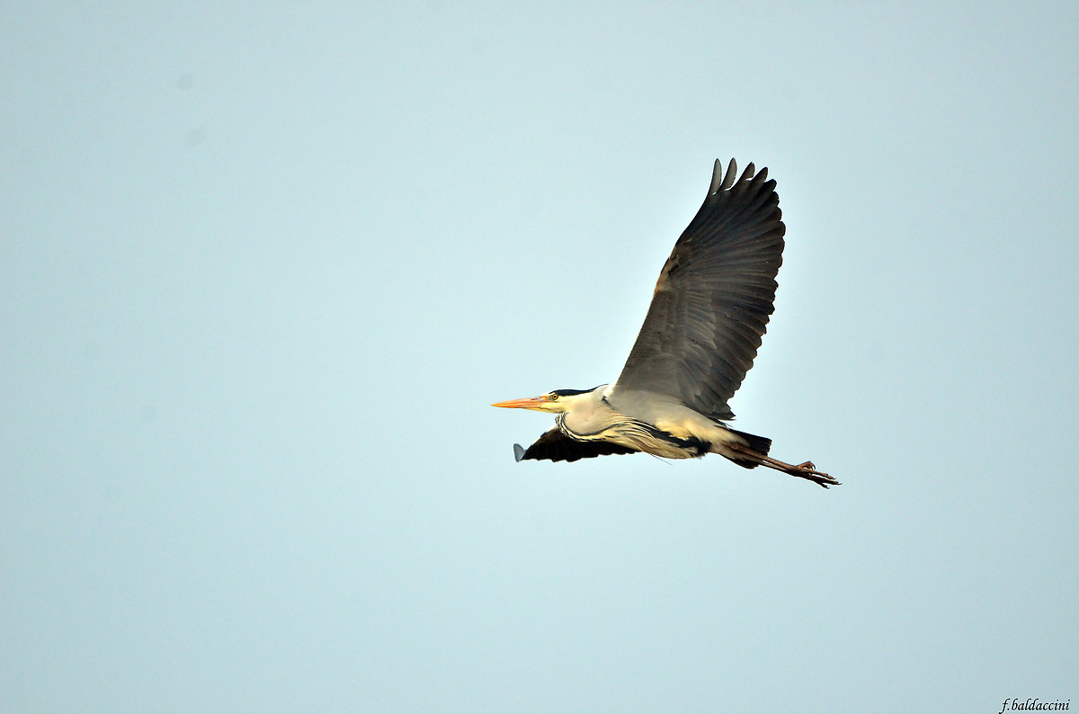 Grey Heron