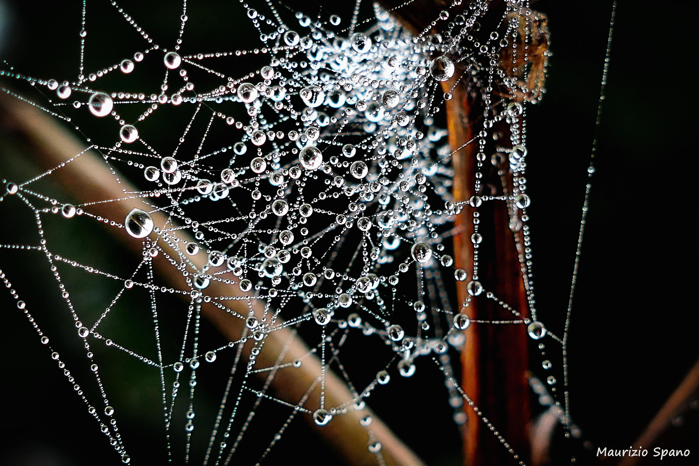 On the cobweb nature envelops its pearls