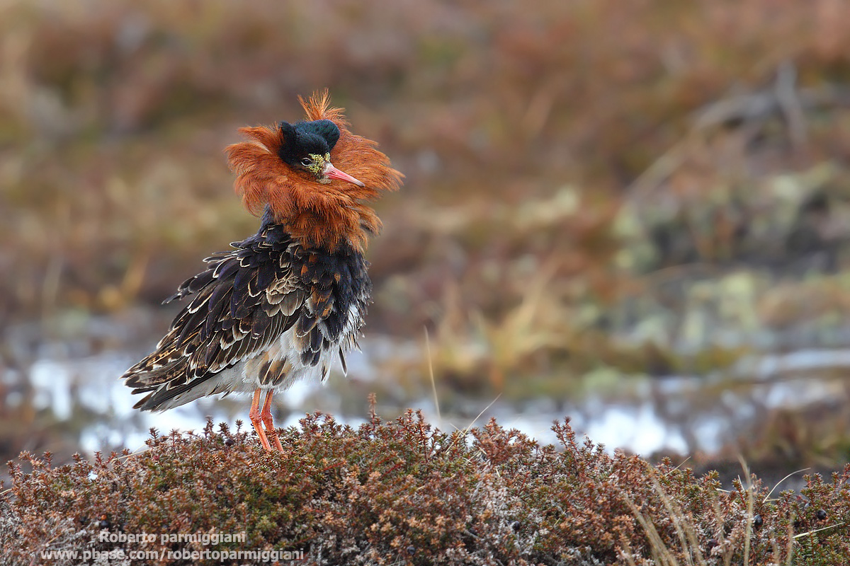 Disheveled by the wind