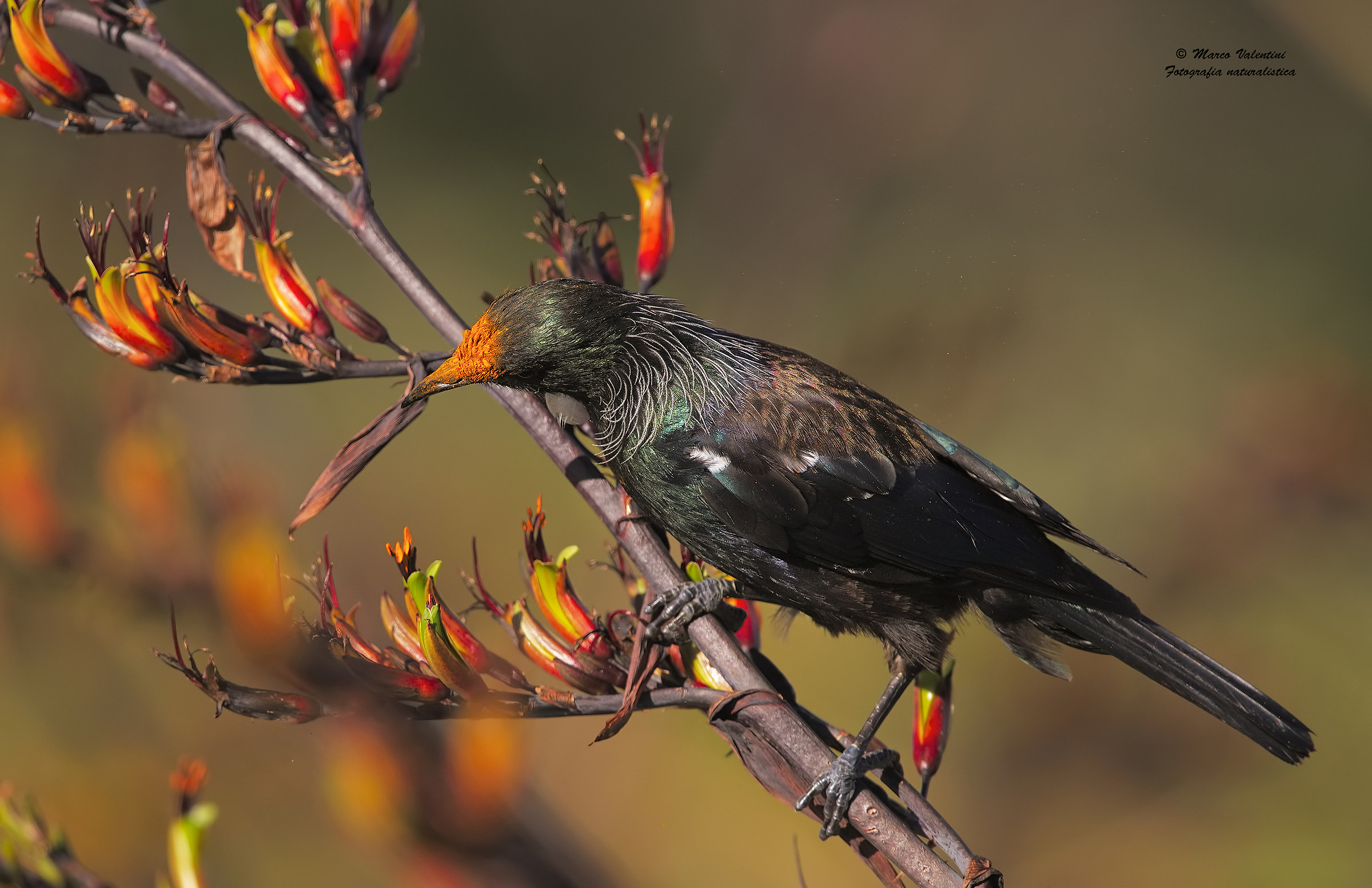 Tui and flowers - 4