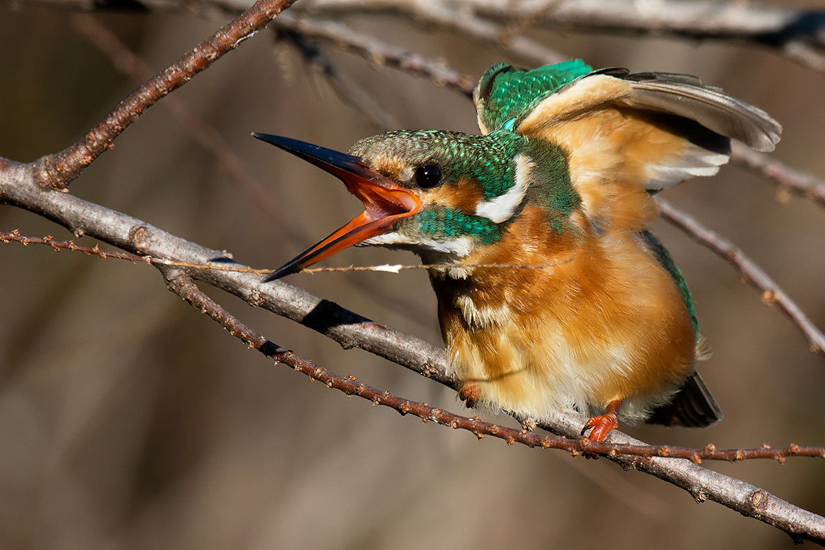 Kingfisher (female) in stretching