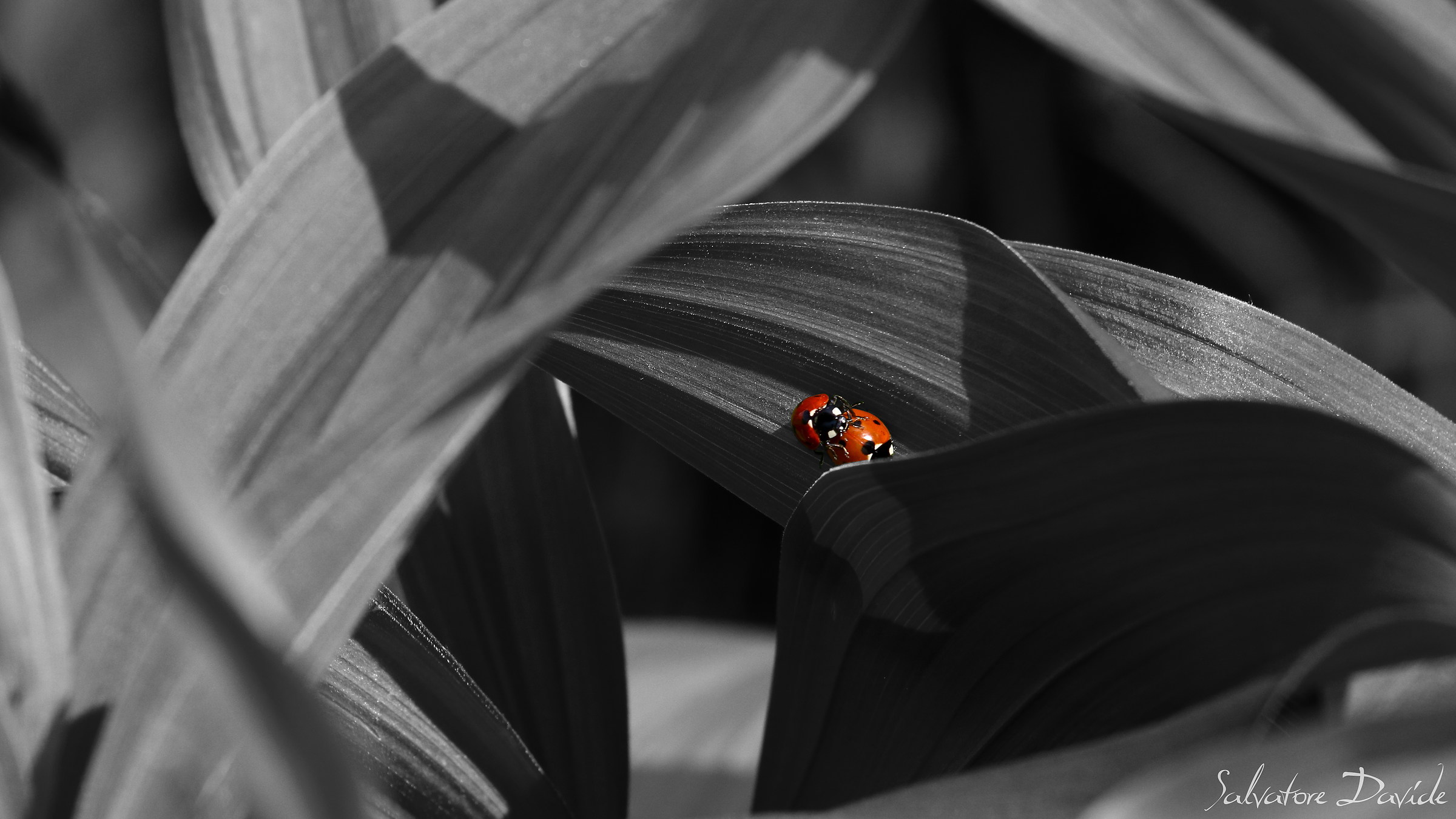 B&W ladybugs in love