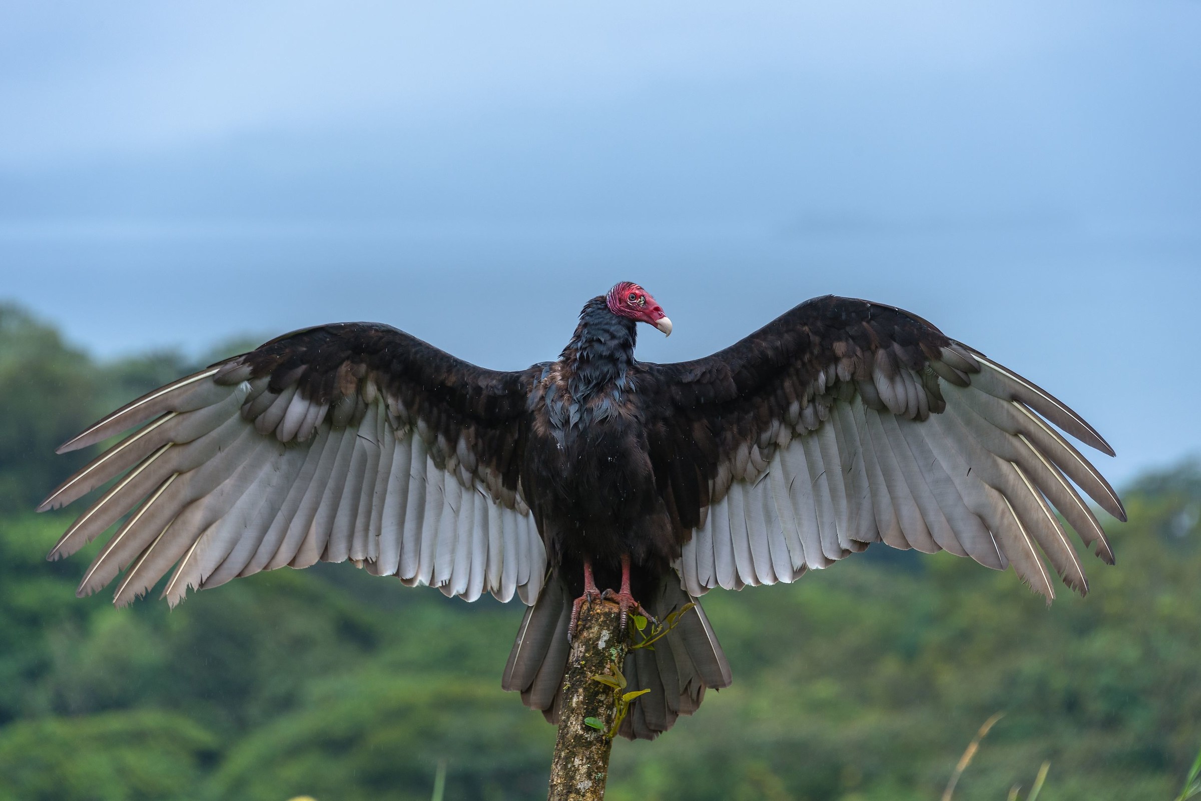 Turkey Vulture
