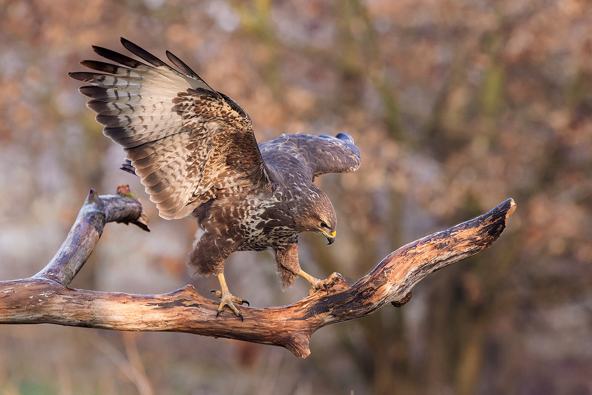 pronta per l'attacco