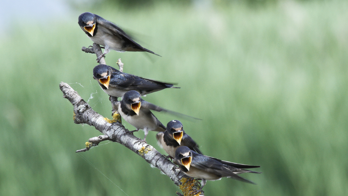 piccoli di rondine affamati