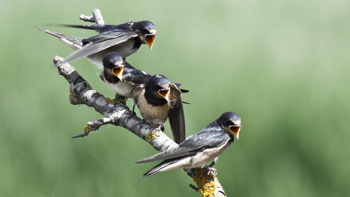 piccoli di rondine affamati