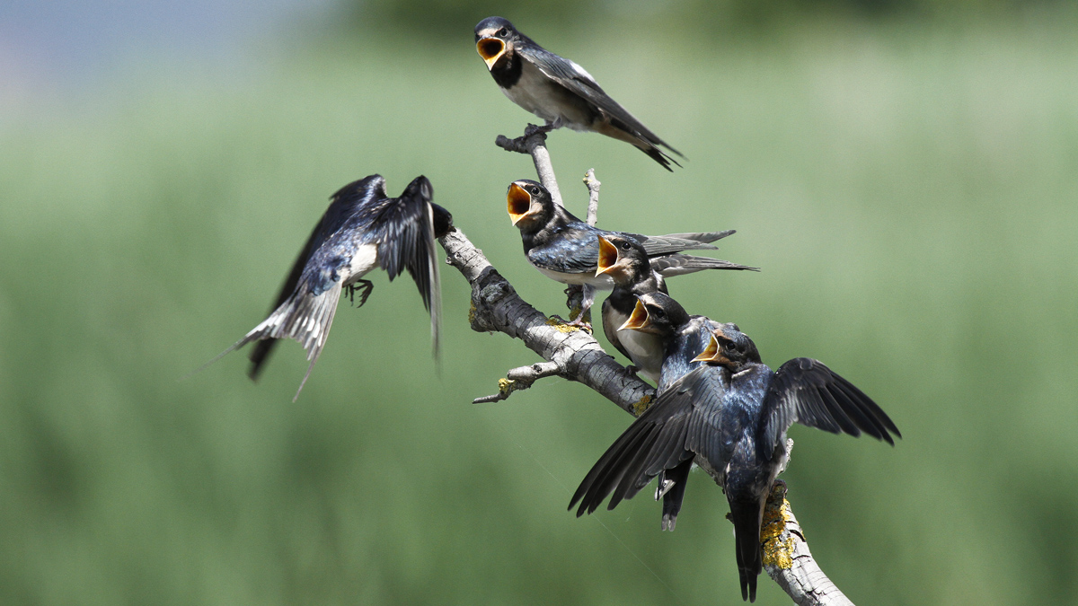 piccoli di rondine affamati