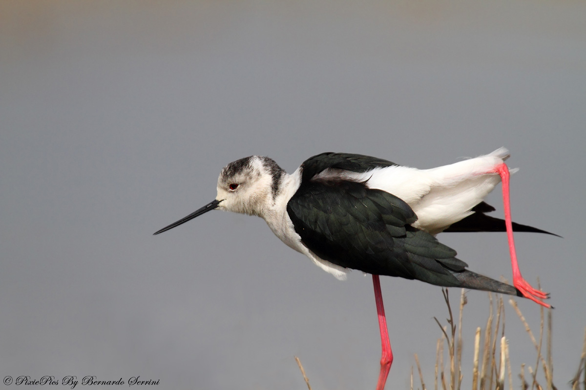Knight of Italy (Himantopus himantopus)