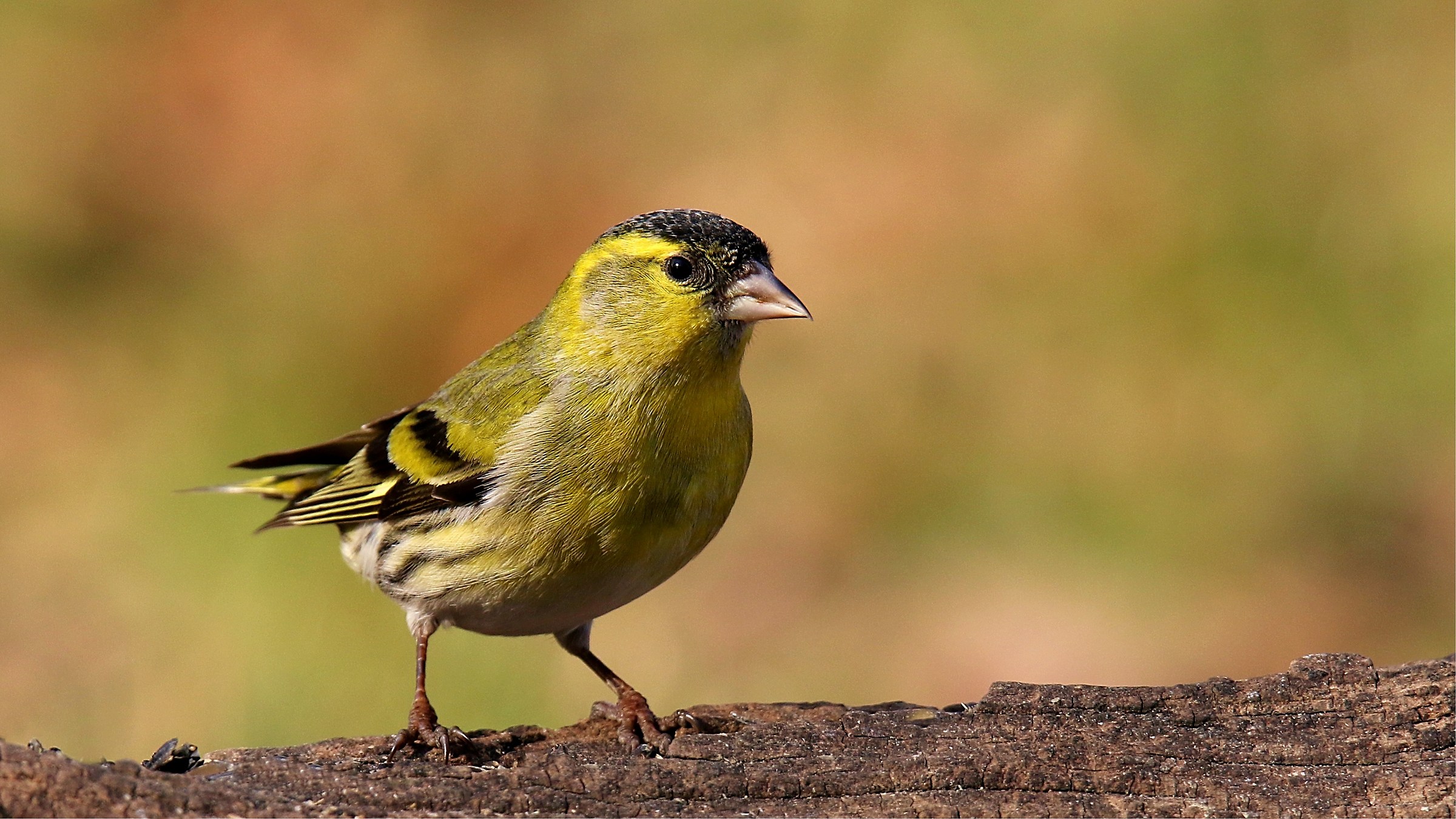 Siskin